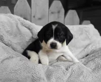 Bruiser, a male Puggle for sale in Ava, MO – 3 of 10