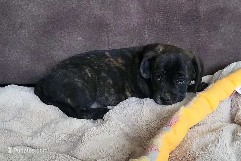 Lola – Puggle puppy for sale in Ava, MO