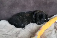 Lola, a female Puggle for sale in Ava, MO – 5 of 10