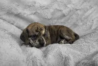 Theo, a male Puggle for sale in Ava, MO – 5 of 10