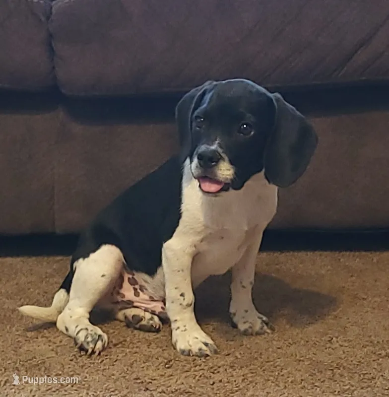 Titus – Puggle puppy for sale in Ava, MO