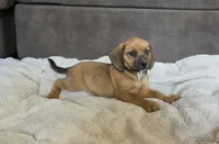 Sable On Hold, a female Puggle for sale in Ava, MO – 4 of 10