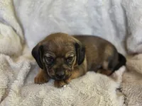 Sable, a female Puggle for sale in Ava, MO – 3 of 9