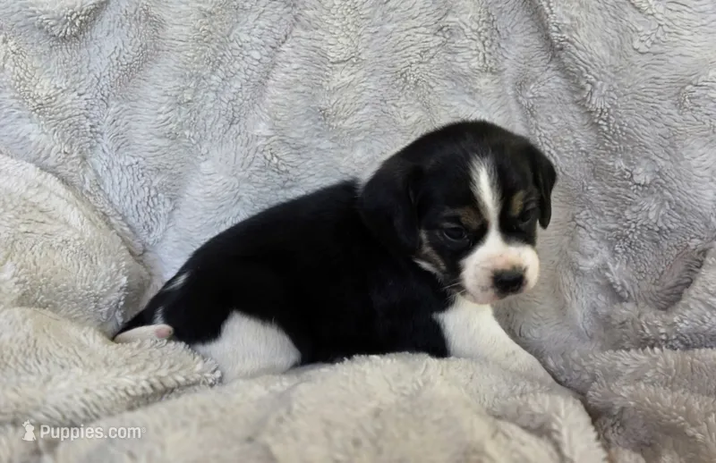 Tulip – Puggle puppy for sale in Ava, MO