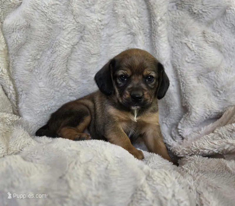 Sable – Puggle puppy for sale in Ava, MO