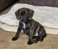 Milly, a female Puggle for sale in Ava, MO – 2 of 10