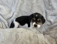 Daisy, a female Puggle for sale in Ava, MO – 7 of 8