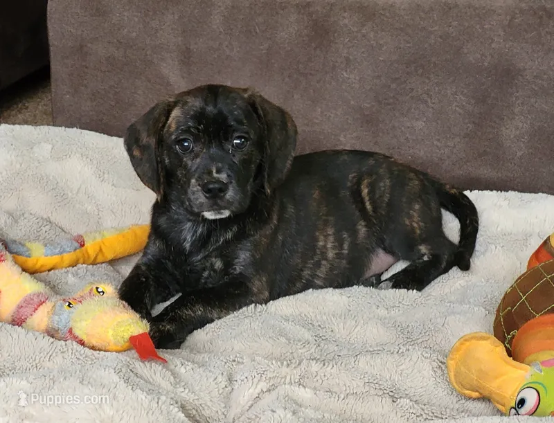 Lola – Puggle puppy for sale in Ava, MO