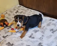 Rosie, a female Puggle for sale in Ava, MO – 3 of 10