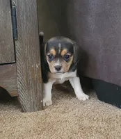 Ginger, a female Puggle and Beagle for sale in Ava, MO – Photo 2 of 8