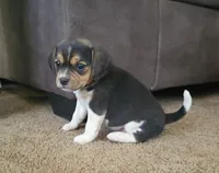 Ginger, a female Puggle and Beagle for sale in Ava, MO – Photo 1 of 8