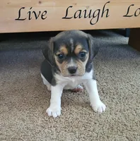 Ginger, a female Puggle and Beagle for sale in Ava, MO – Photo 3 of 8