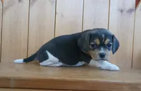 Ginger, a female Puggle and Beagle for sale in Ava, MO – Photo 6 of 8