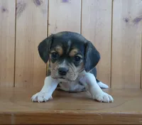 Ginger, a female Puggle and Beagle for sale in Ava, MO – Photo 4 of 8