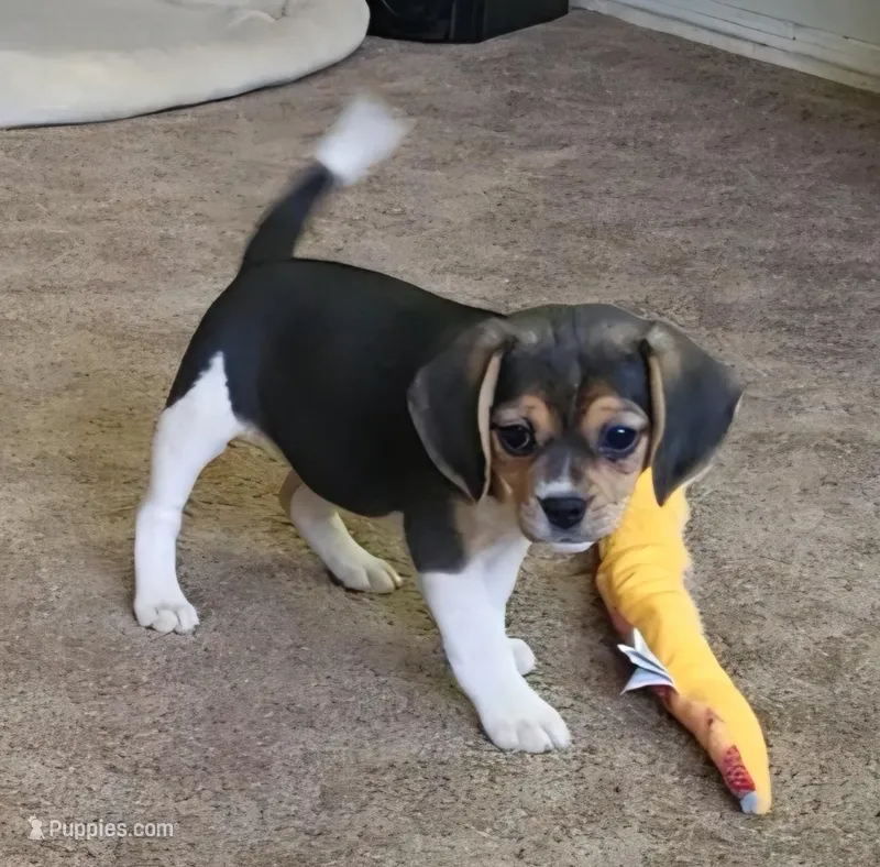 Ginger – Puggle puppy for sale in Ava, MO