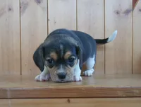 Ginger, a female Puggle and Beagle for sale in Ava, MO – Photo 7 of 8