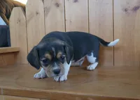 Ginger, a female Puggle and Beagle for sale in Ava, MO – Photo 8 of 8