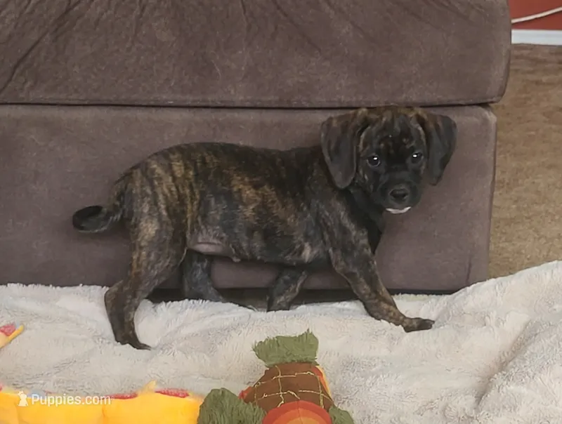 Dolly – Puggle puppy for sale in Ava, MO