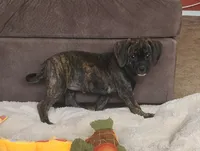 Dolly, a female Puggle for sale in Ava, MO – 3 of 10