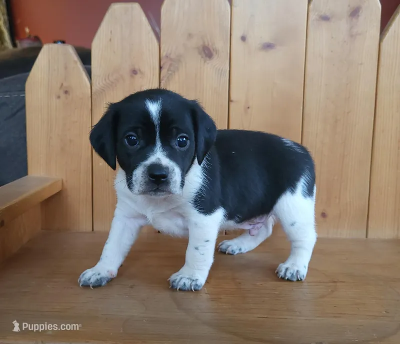 Max – Puggle, Beagle puppy for sale in Ava, MO