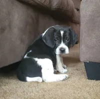 Max, a male Puggle for sale in Ava, MO – Photo 1 of 9