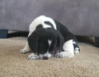 Max, a male Puggle for sale in Ava, MO – Photo 4 of 9