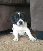 Max, a male Puggle for sale in Ava, MO – Photo 2 of 9