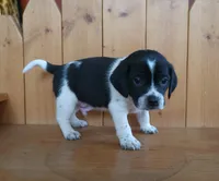 Max, a male Puggle and Beagle for sale in Ava, MO – Photo 4 of 5