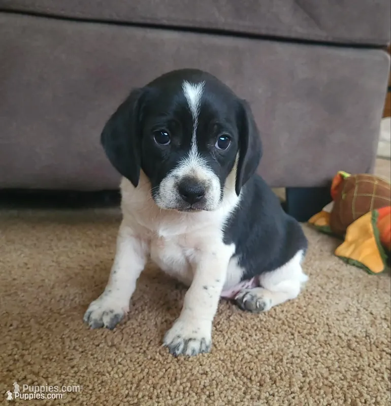 Max – Puggle puppy for sale in Ava, MO