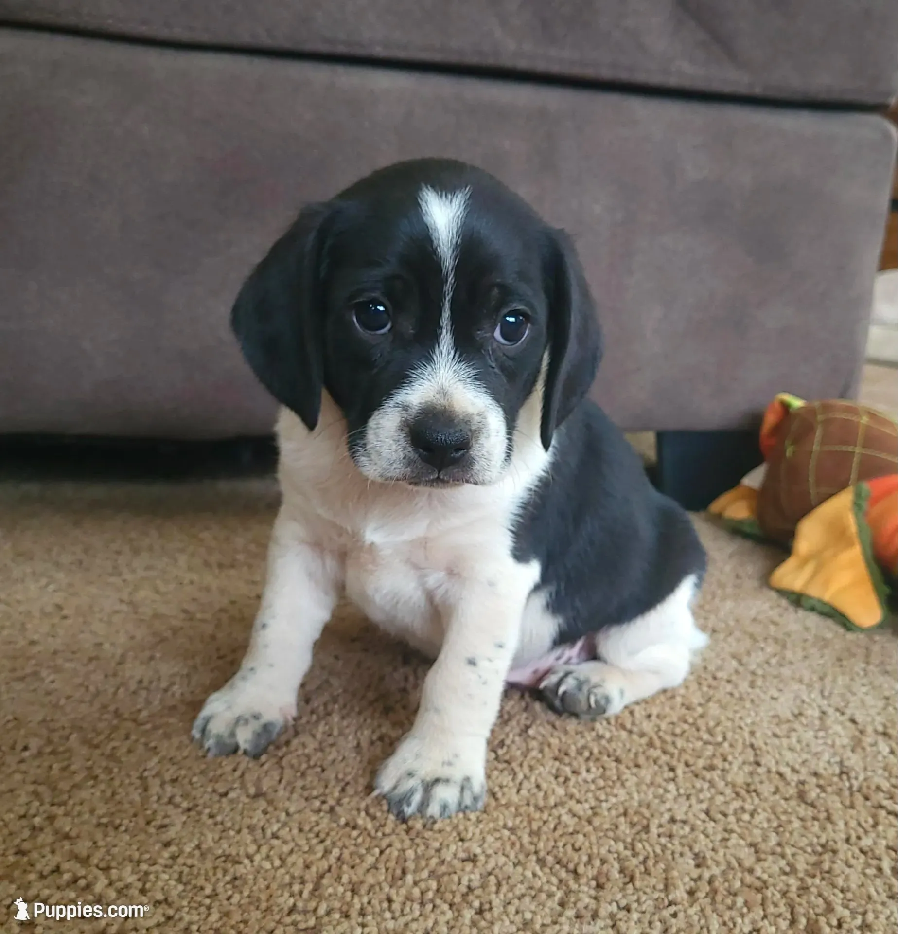 Max, a male Puggle for sale in Ava, MO – 2 of 9