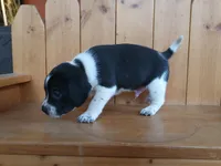 Max, a male Puggle and Beagle for sale in Ava, MO – Photo 3 of 5