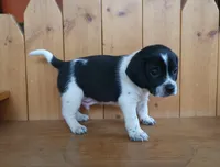 Max, a male Puggle and Beagle for sale in Ava, MO – Photo 2 of 5