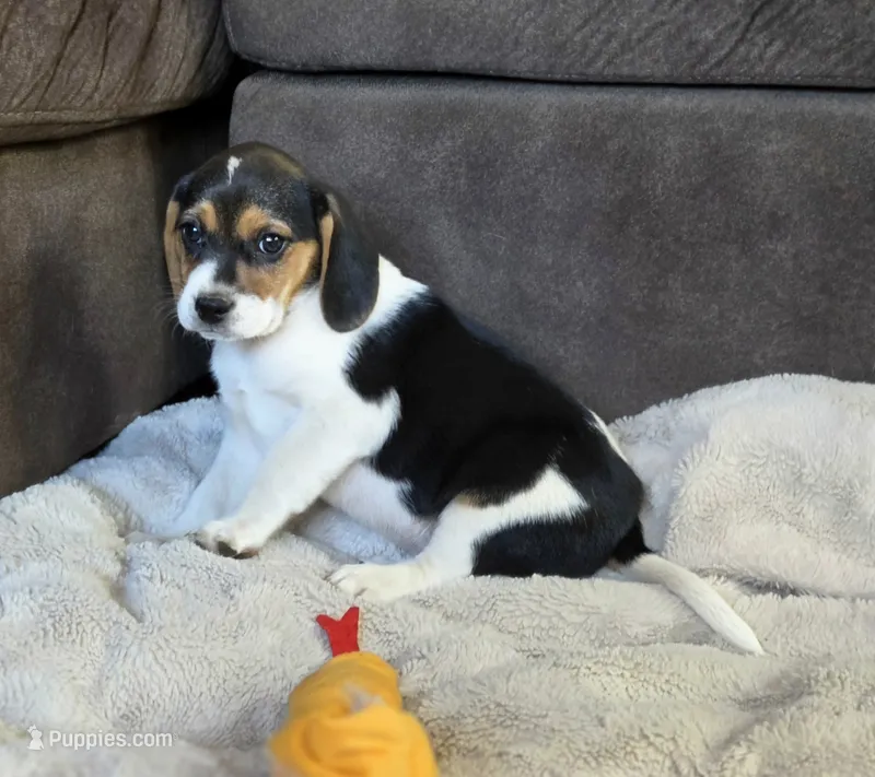 Daisy – Puggle puppy for sale in Ava, MO