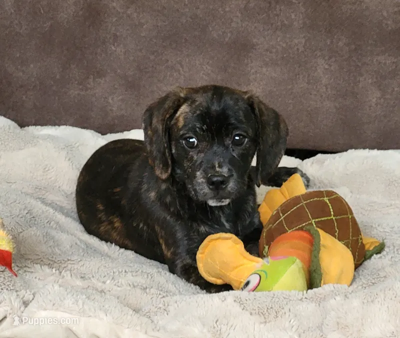 Lola – Puggle puppy for sale in Ava, MO