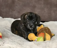 Lola, a female Puggle for sale in Ava, MO – 2 of 10