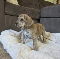 Theo On Hold, a male Puggle for sale in Ava, MO – 5 of 10