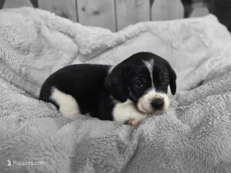 Bruiser – Puggle puppy for sale in Ava, MO