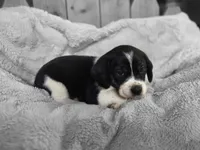 Bruiser, a male Puggle for sale in Ava, MO – 1 of 10