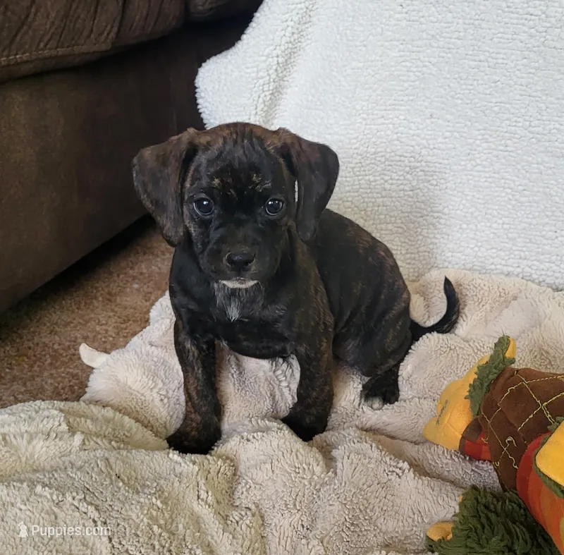 Dolly – Puggle puppy for sale in Ava, MO