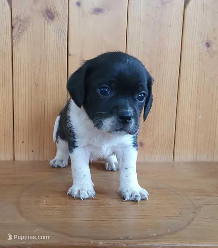 Tito – Puggle, Beagle puppy for sale in Ava, MO