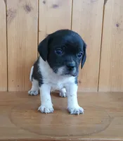 Tito, a male Puggle and Beagle for sale in Ava, MO – Photo 4 of 5