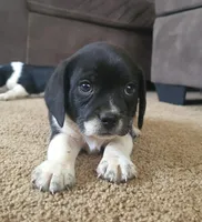 Tito, a male Puggle for sale in Ava, MO – Photo 6 of 10