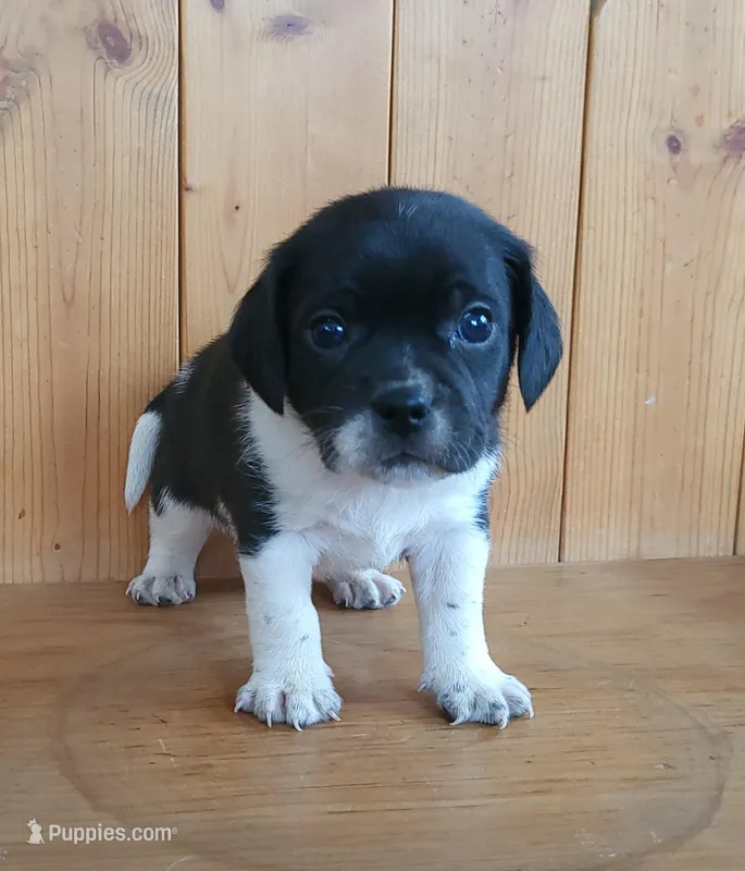 Tito – Puggle, Beagle puppy for sale in Ava, MO