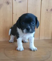 Tito, a male Puggle and Beagle for sale in Ava, MO – Photo 1 of 5