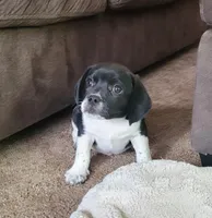 Tito, a male Puggle for sale in Ava, MO – Photo 3 of 10