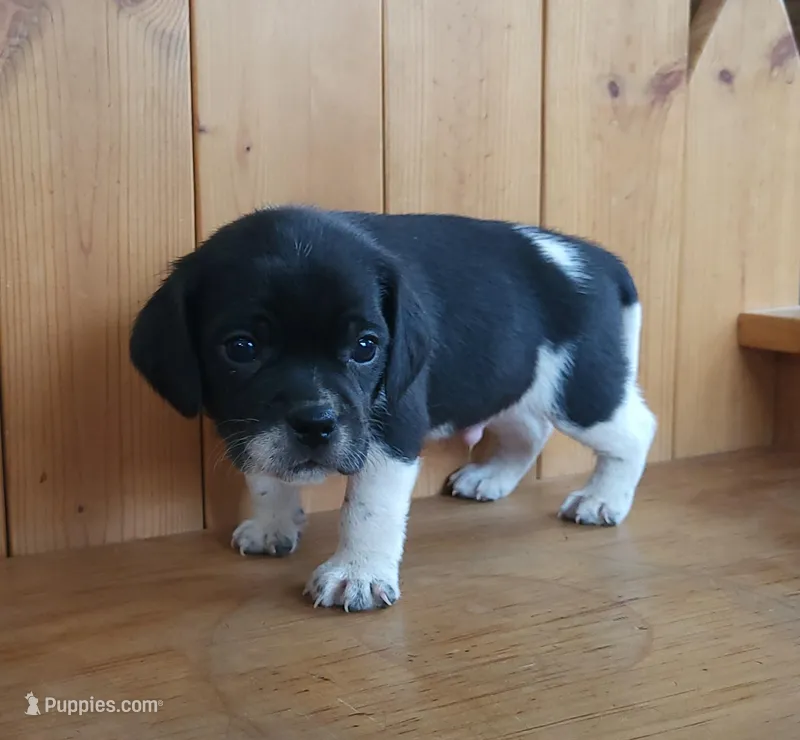 Tito – Puggle, Beagle puppy for sale in Ava, MO