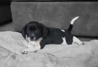 Tito, a male Puggle for sale in Ava, MO – Photo 5 of 10