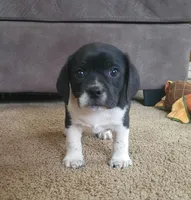 Tito, a male Puggle for sale in Ava, MO – Photo 7 of 10