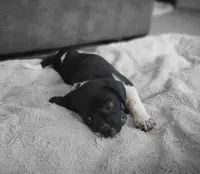 Tito, a male Puggle for sale in Ava, MO – Photo 2 of 10