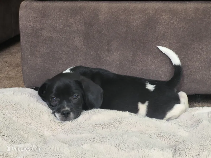 Tito – Puggle puppy for sale in Ava, MO